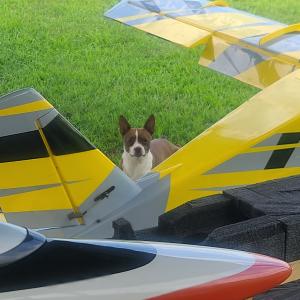 Small dog sits on grass, behind yellow model planes.